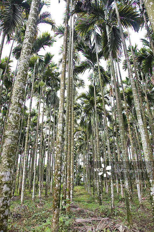 槟榔,槟榔树,古坑,云林,台湾,亚洲图片素材