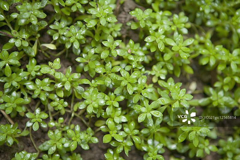 垂盆草,草本植物,广西药用植物园图片素材
