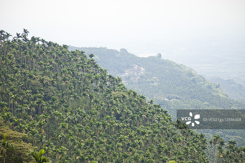 槟榔,槟榔树,古坑,云林,台湾,亚洲图片素材