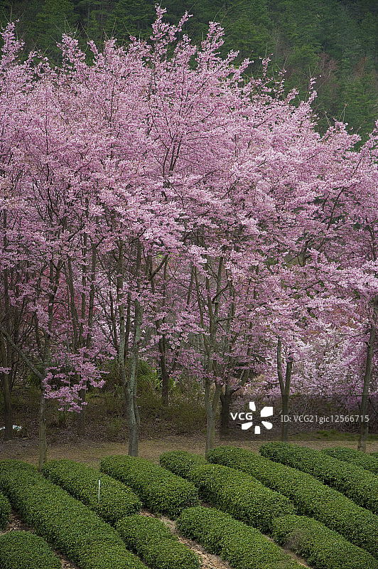 樱花,武陵农场,雪霸公园,台中，中国台湾，亚洲,图片素材