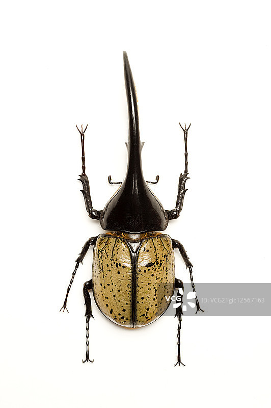 兜虫,甲虫,昆虫,鞘翅目,长辑大兜虫,图片素材