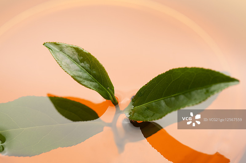 茶,中国茶图片素材