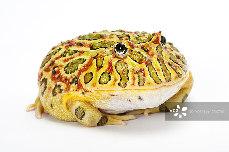 青蛙,角蛙,钟角蛙,图片素材