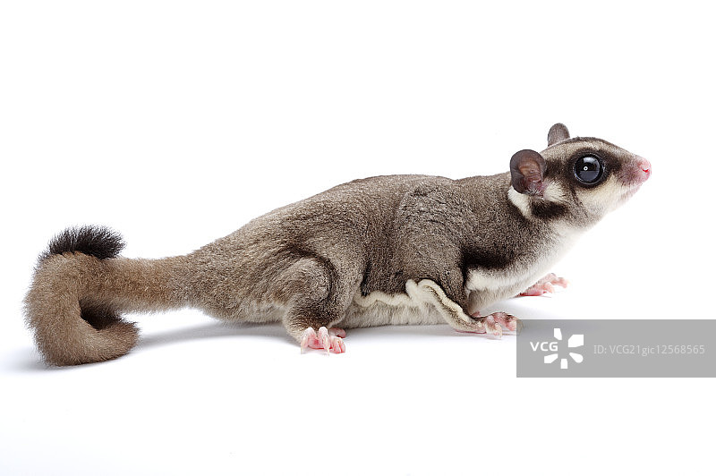 蜜袋鼯,图片素材