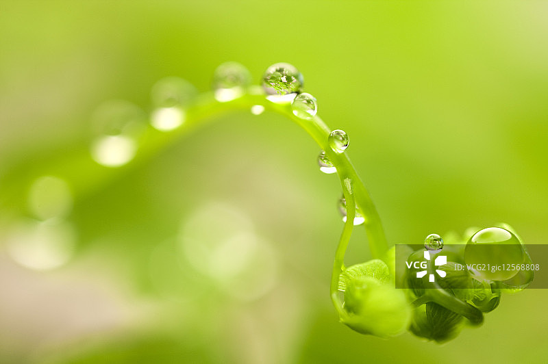 铁线蕨,蕨类图片素材