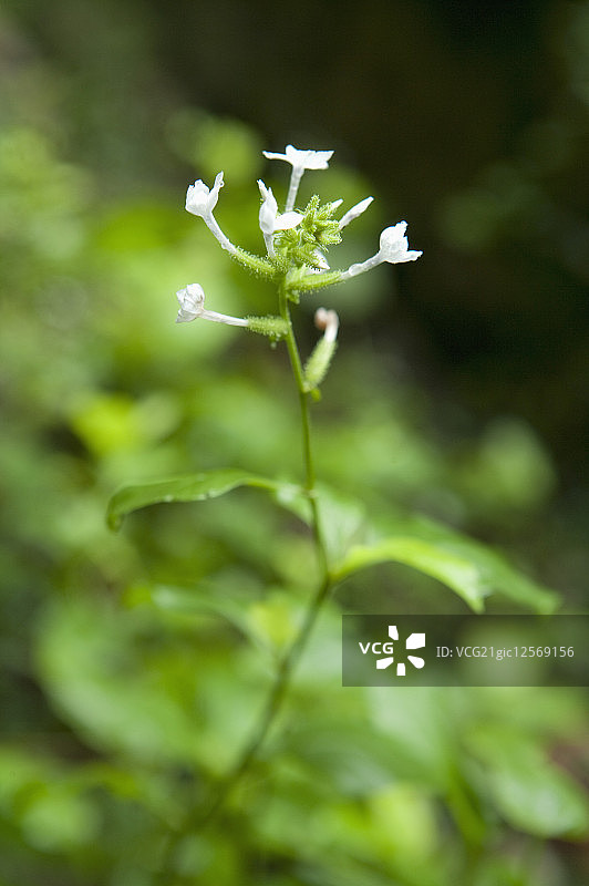 白花丹,草本植物,广西药用植物园图片素材