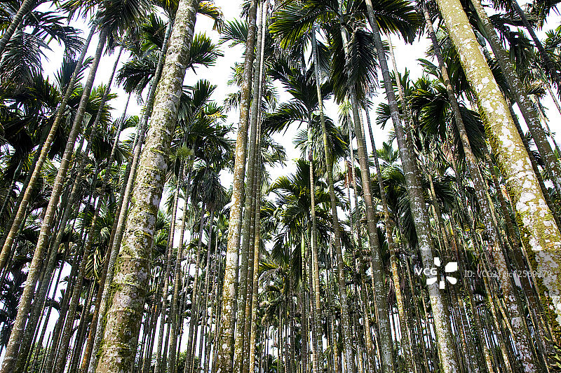 槟榔,槟榔树,古坑,云林,台湾,亚洲图片素材