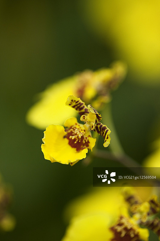 文心兰,兰花,花,图片素材