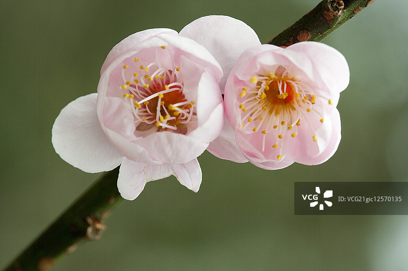 梅花,武陵农场,雪霸公园,公园,台中，中国台湾，亚洲图片素材