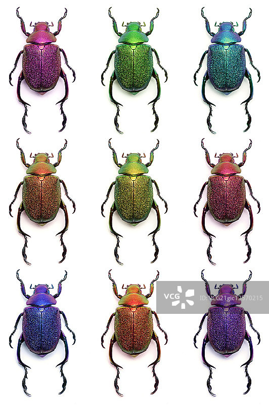 金龟子,甲虫,昆虫,鞘翅目图片素材