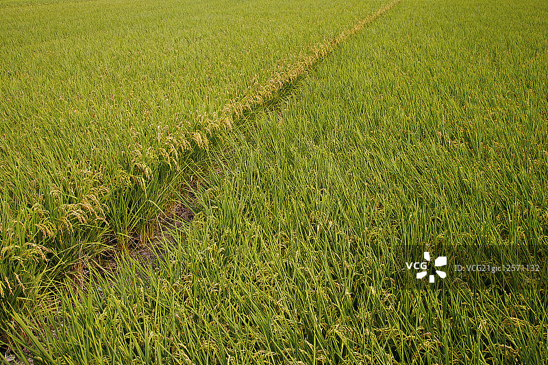 台湾,云林,斗南镇,稻田,农田,图片素材