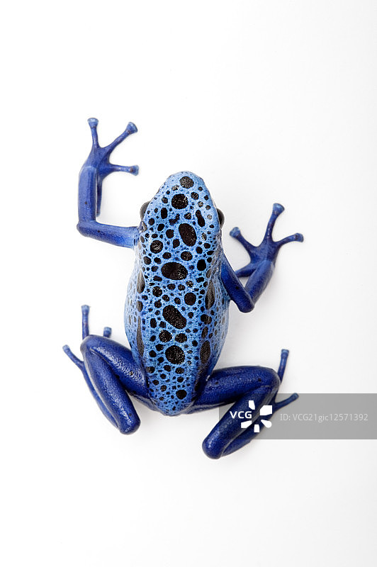 青蛙,箭毒蛙,钴蓝箭毒蛙,图片素材