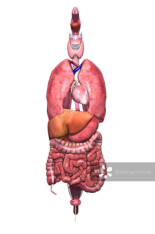 人体器官图片素材