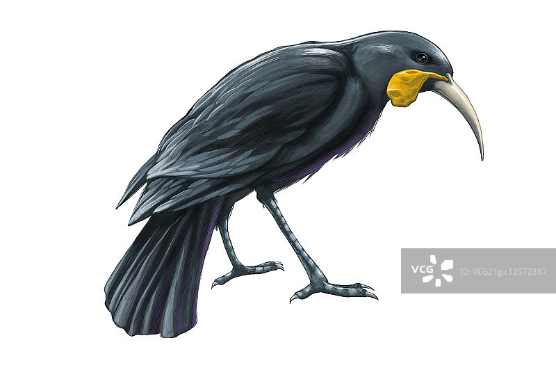 垂耳鸦,鸟,动物,图片素材