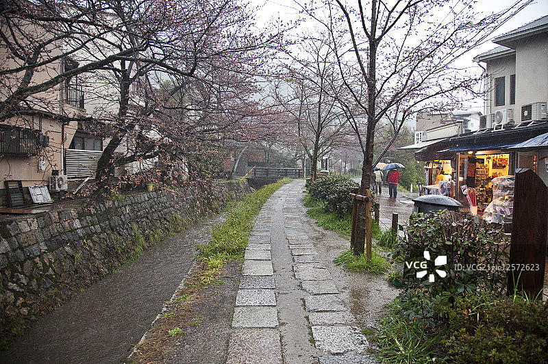 樱花,哲学之道,京都,日本,亚洲图片素材