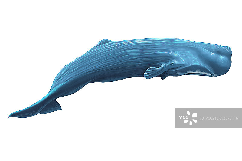 鲸鱼,抹香鲸,动物,图片素材