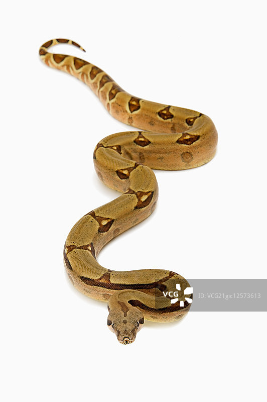 哥伦比亚红尾蟒,蛇,蟒蛇图片素材