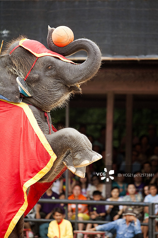 泰国,芭达雅,大象,大象表演,图片素材