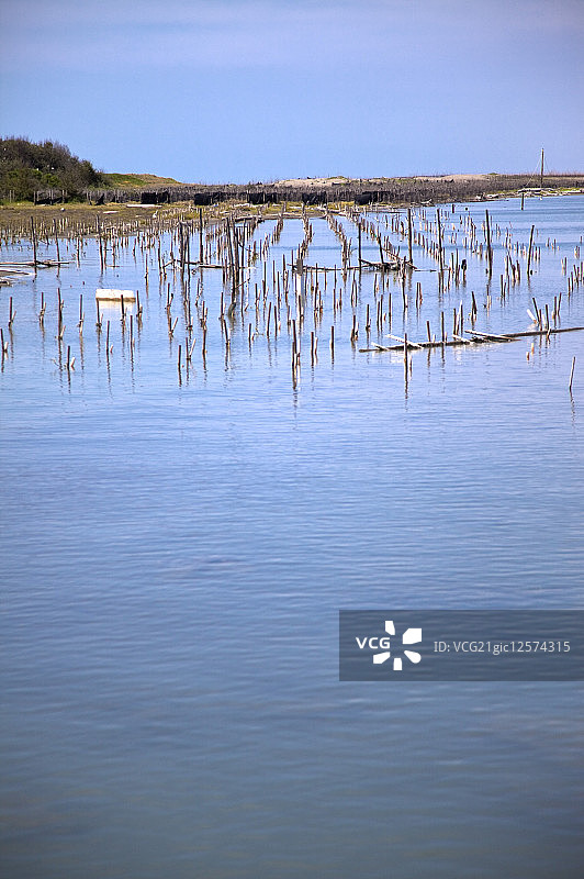 蚵棚,蚵田,七股舄湖,七股泻湖生态,台南,台湾,亚洲图片素材