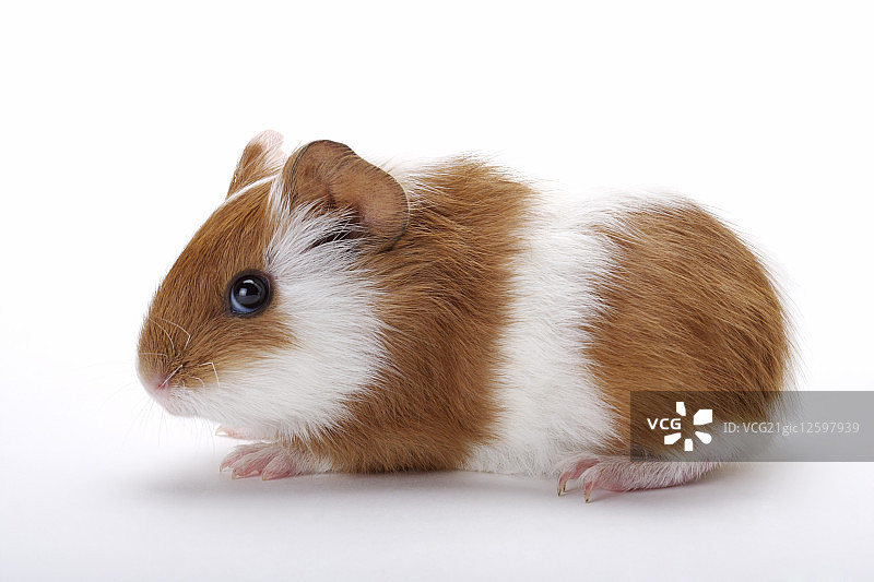 哺乳动物,老鼠,天竺鼠,图片素材