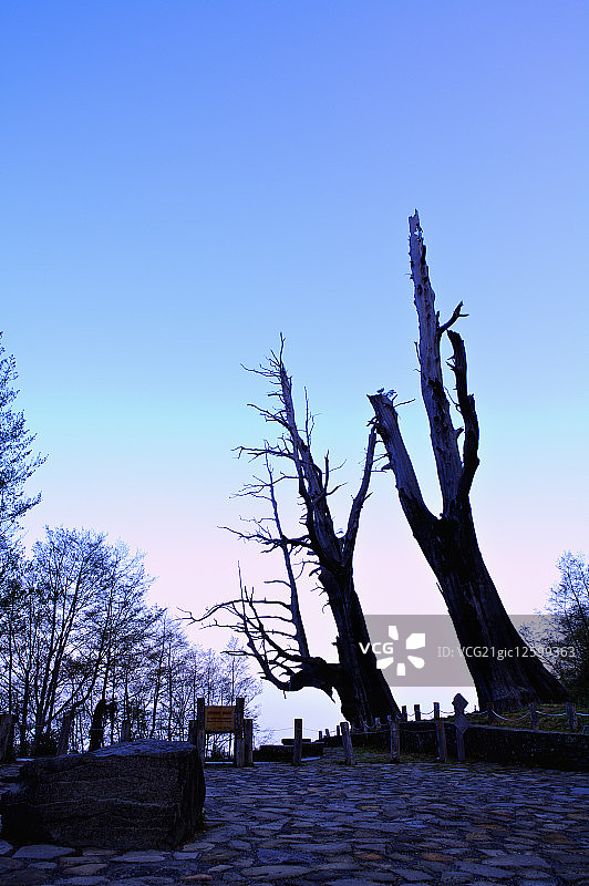 中国台湾,嘉义,阿里山风景区,夫妻树,图片素材
