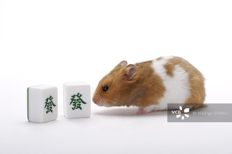 哺乳动物,老鼠,黄金鼠,图片素材