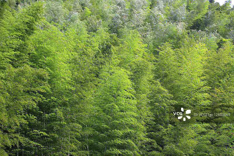 中国,安徽省,木坑竹海,竹坑,黄山风景区,竹子图片素材