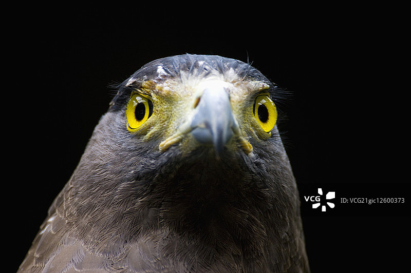 台湾,台北,台北动物园,老鹰图片素材