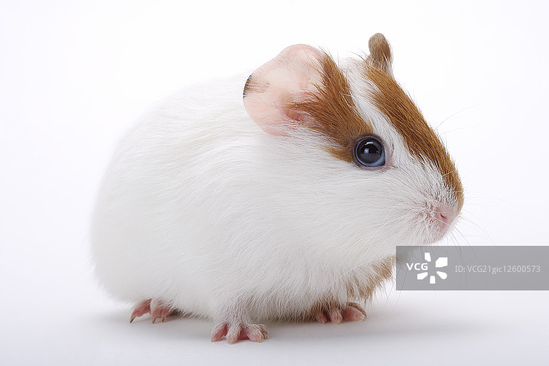 哺乳动物,老鼠,天竺鼠,图片素材