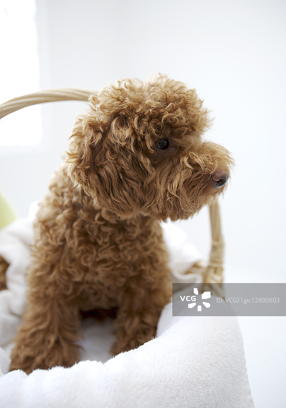 红贵宾狗,图片素材