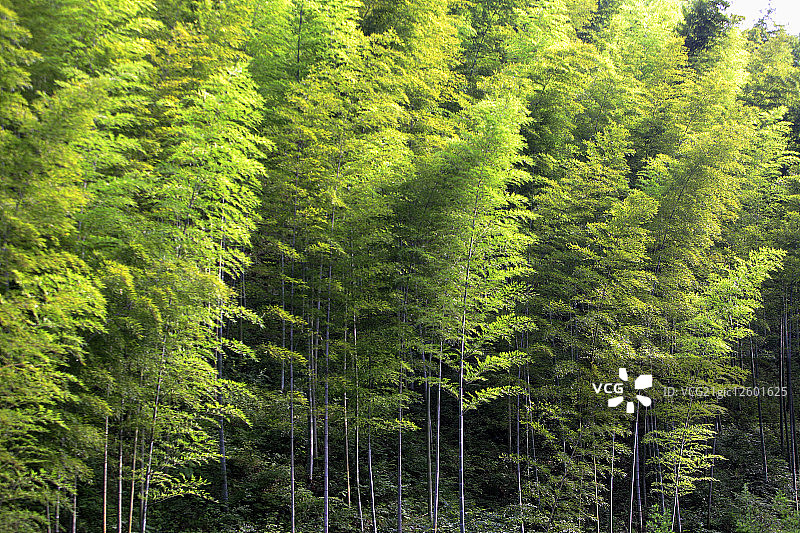 中国,安徽省,木坑竹海,竹坑,黄山风景区,竹子图片素材
