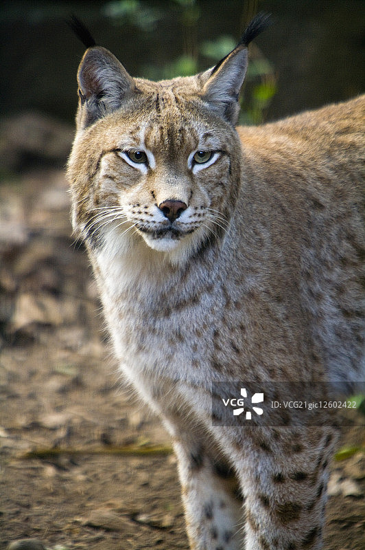 台湾,台北,台北动物园,猫科动物图片素材