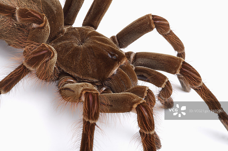 亚马逊捕鸟蜘蛛,爬虫,动物,图片素材