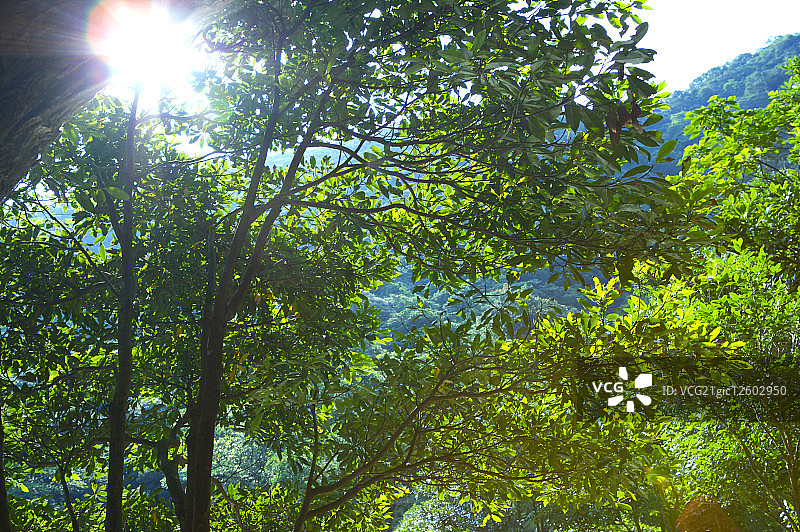森林里茂盛的树,图片素材