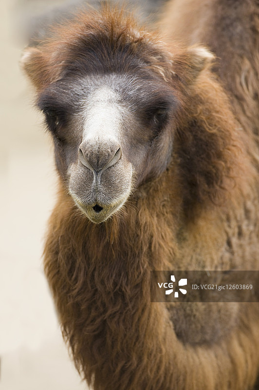 台湾,台北,台北动物园,骆驼图片素材