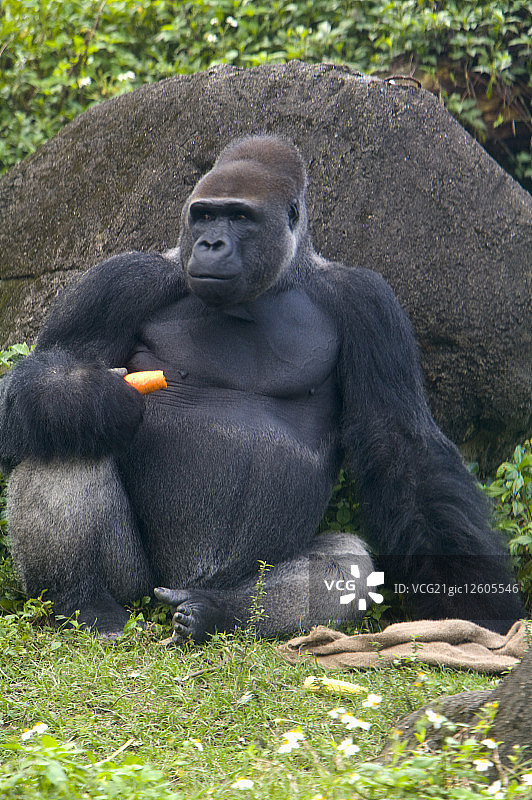 台湾,台北,台北动物园,大猩猩图片素材