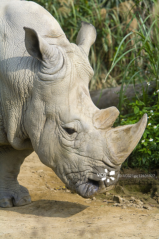 台湾,台北,台北动物园,白犀牛图片素材