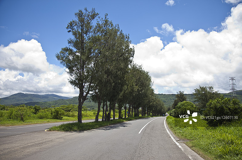 垦丁,屏东,台湾,亚洲,木麻黄,道路,图片素材