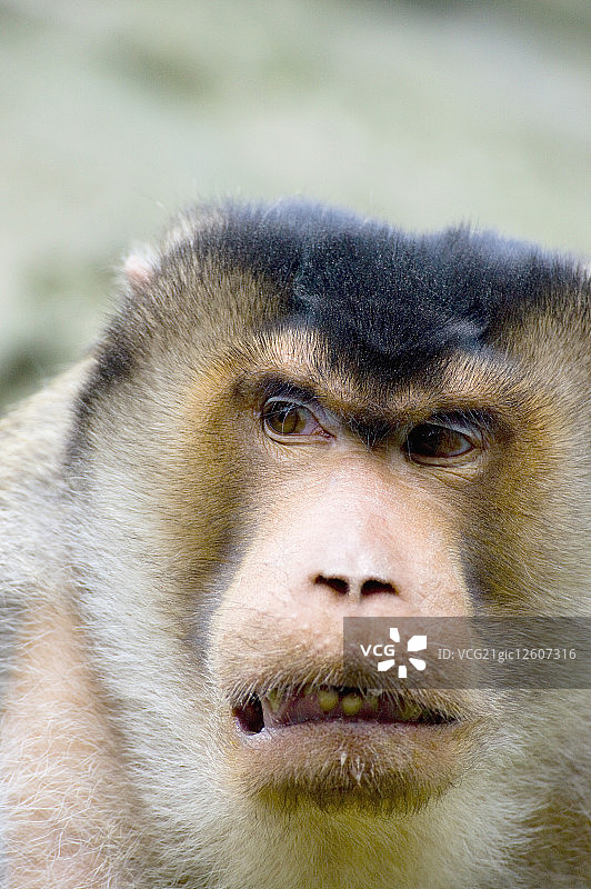 台湾,台北,台北动物园,猕猴图片素材