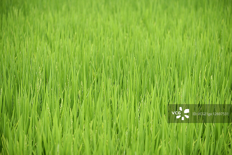 树叶,稻米,稻田图片素材