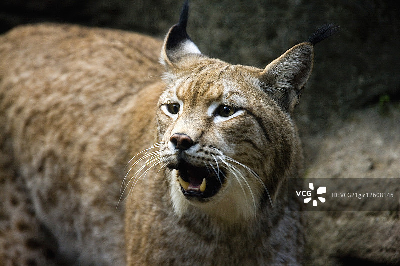 台湾,台北,台北动物园,猫科动物图片素材