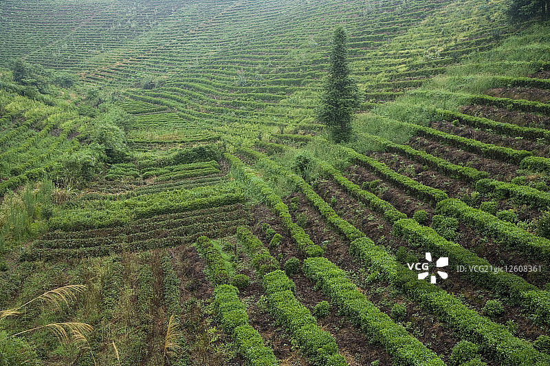 安徽省,台地,梯田,图片素材