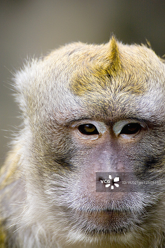 台湾,台北,台北动物园,猴子图片素材