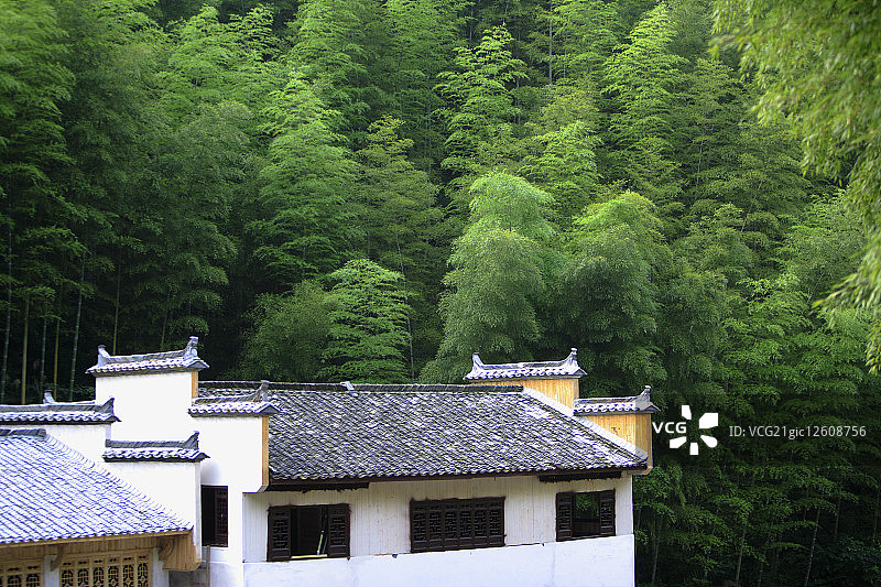 中国,安徽省,木坑竹海,竹坑,黄山风景区,竹子图片素材