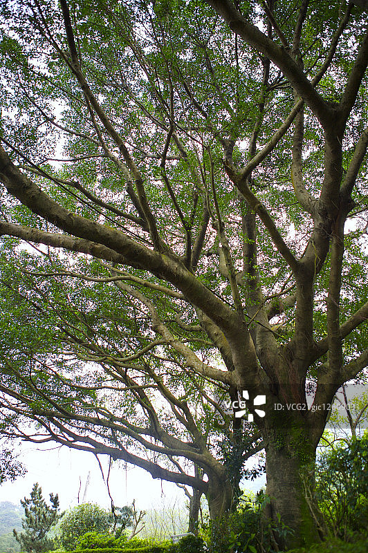 森林里茂盛的大树,图片素材