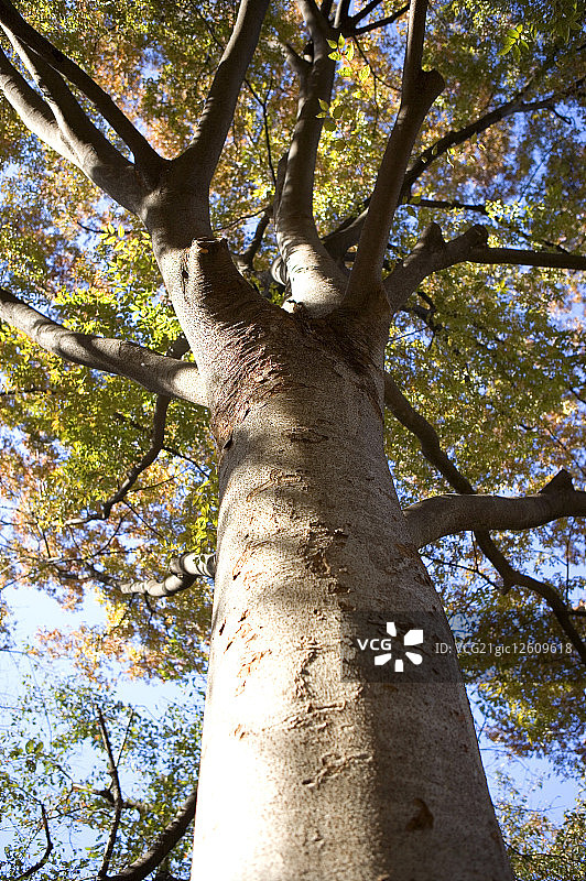 森林里茂盛的大树,图片素材