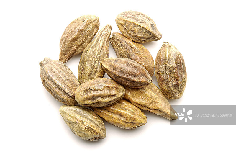 诃子,中药图片素材