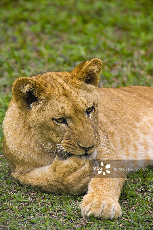 台湾,台北,台北动物园,母狮图片素材