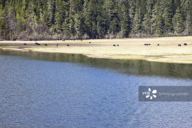 亚洲,中国,云南省,香格里拉,碧塔海,普达措国家公园,图片素材