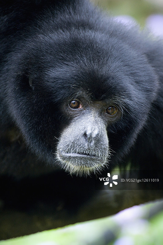 台湾,台北,台北动物园,猿图片素材